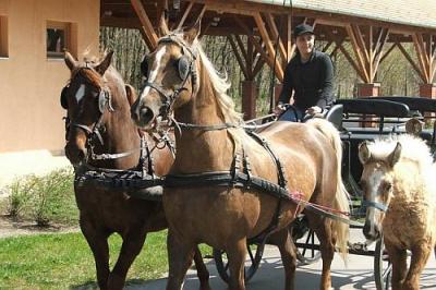 Horse carriage in Bikacs, Hungary - active relaxing in Hotel Zichy Park  - ✔️ Zichy Park Hotel**** Bikács - special wellness offers in Bikacs, Hungary