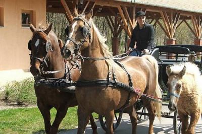 Passeggiata in carrozza a Bikacs e nei dintorni - Hotel Zichy Park - hotel a 4 stelle a Bikacs - prenotazione online - ✔️ Zichy Park Hotel**** Bikács - weekend benessere a Bikacs in Ungheria